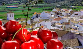 Fiesta de la cereza en Alfarnate