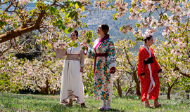 Fiesta de la floracion del cerezo. Alfarnate